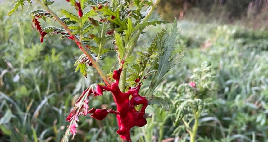 Bild eines Anschußes