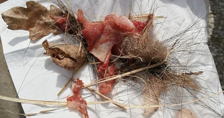 Bild von Knochensplittern und Haaren in einer Hand