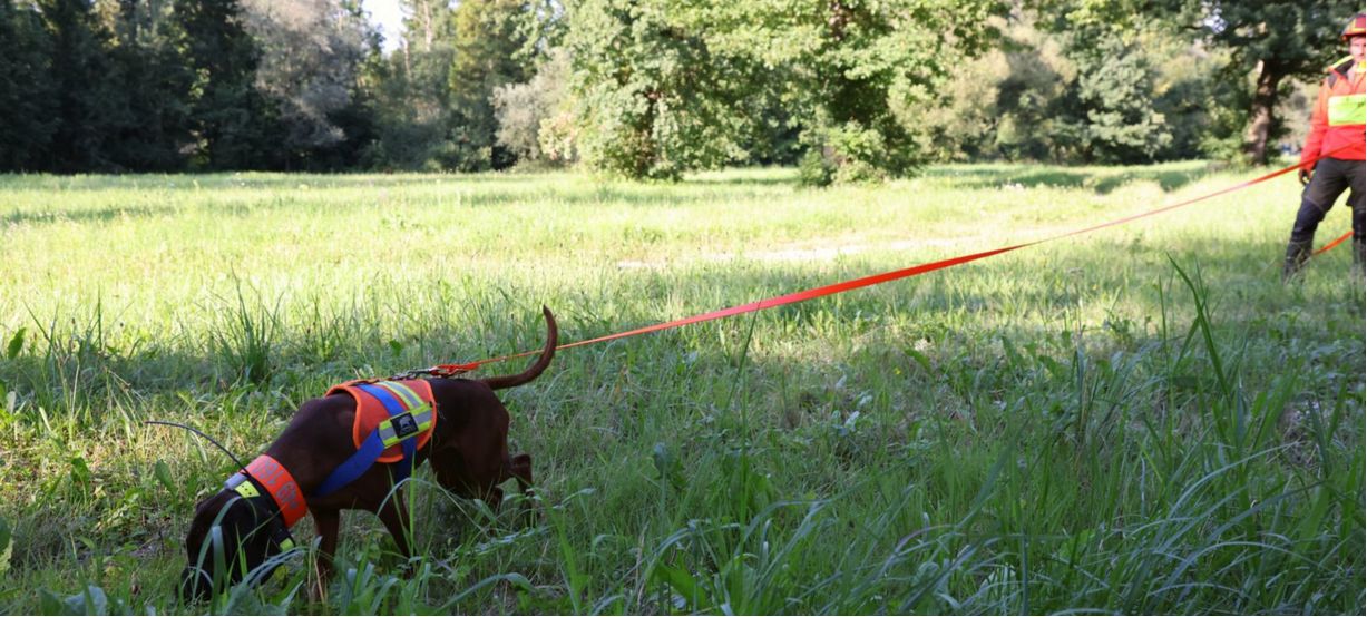 Nachsuchengespann der Schweisshundestation Isarland e.V. bei der Arbeit Nachsuchengespann der Schweisshundestation Isarland e.V. bei der Arbeit