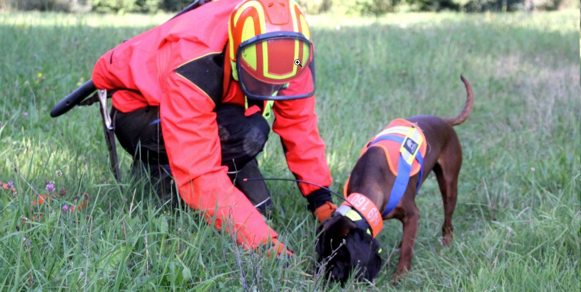 Schweisshund der Schweisshundestation Isarland e.V. verweist Pirschzeichen Schweisshund der Schweisshundestation Isarland e.V. verweist Pirschzeichen